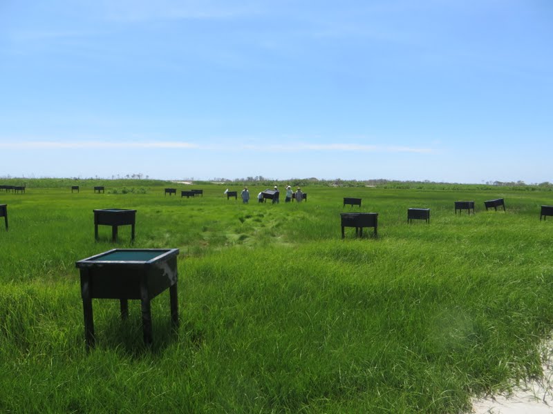 Greenhead Trap Placement - 3